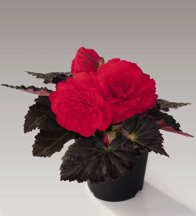 nonstop-mocca-cherry_begonia-x-tuberhybrida_40715_1.jpg