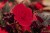 nonstop-mocca-cherry_begonia-x-tuberhybrida_40715_2.jpg