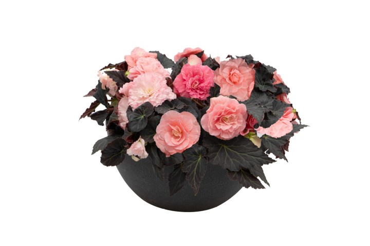 nonstop-mocca-light-pink-shades_begonia-x-tuberhybrida_40831_1.jpg