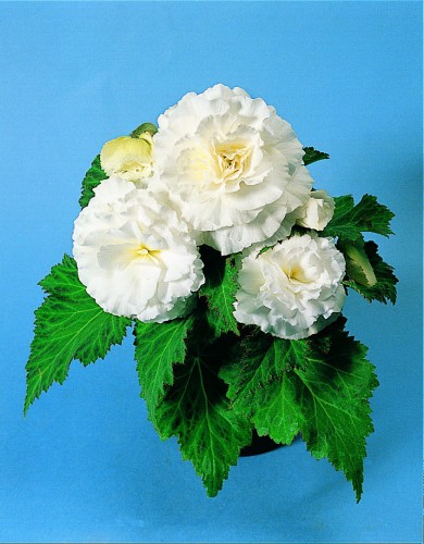 nonstop-white_begonia-x-tuberhybrida_40810_1.jpg