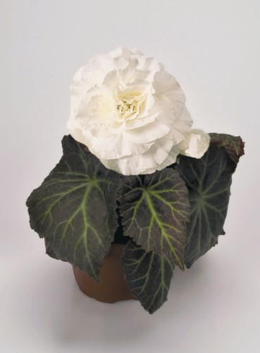 nonstop-mocca-white_begonia-x-tuberhybrida_40816_1.jpg