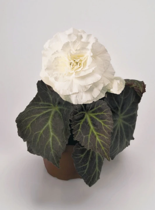 nonstop-mocca-white_begonia-x-tuberhybrida_40816_1.jpg