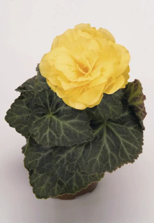 nonstop-mocca-yellow_begonia-x-tuberhybrida_40817_1.jpg