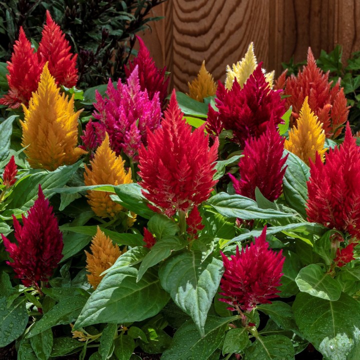 kimono-mix_celosia-plumosa_47512_1.jpg