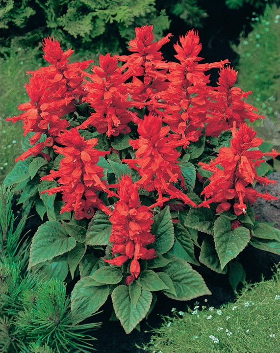 vista-red_salvia-splendens_48202_1.jpg