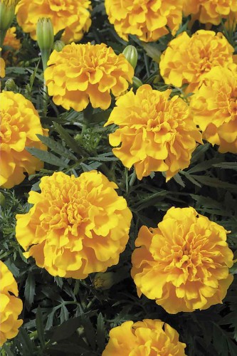 super-hero-gold_tagetes-patula_47140_1.jpg