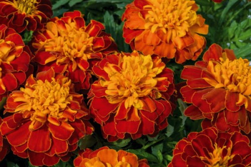 super-hero-harmony_tagetes-patula_47141_1.jpg