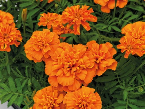 super-hero-orange_tagetes-patula_47143_1.jpg