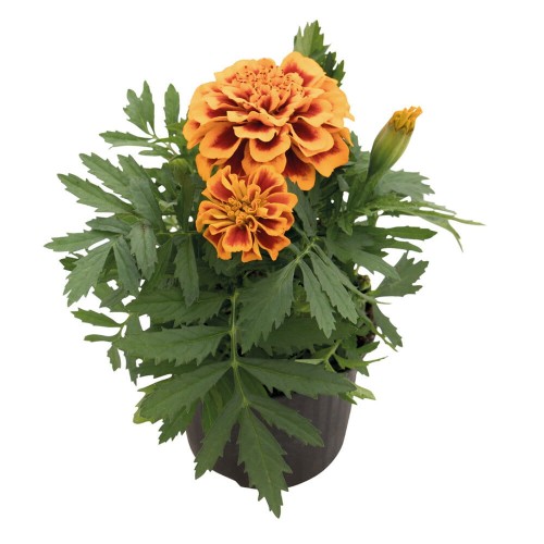 super-hero-orange-bee_tagetes-patula_47144_2.jpg