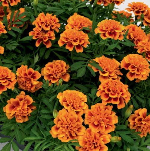 super-hero-orange-bee_tagetes-patula_47144_1.jpg