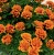super-hero-orange-bee_tagetes-patula_47144_1.jpg