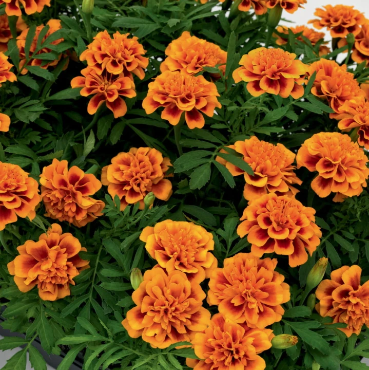 super-hero-orange-bee_tagetes-patula_47144_1.jpg