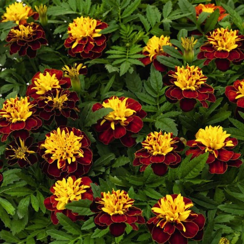 super-hero-spry_tagetes-patula_47146_2.jpg