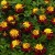 super-hero-spry_tagetes-patula_47146_2.jpg