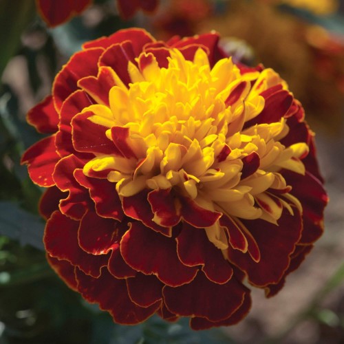 super-hero-spry_tagetes-patula_47146_1.jpg
