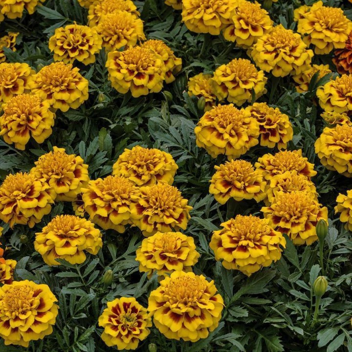 super-hero-yellow-bee_tagetes-patula_47139_2.jpg