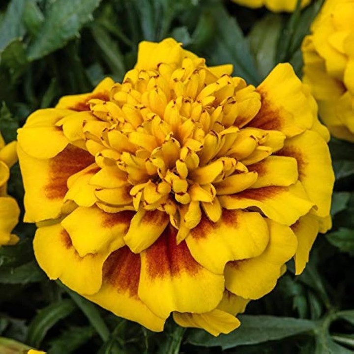 super-hero-yellow-bee_tagetes-patula_47139_1.jpg