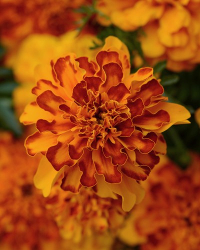 bonanza-bolero_tagetes-patula_47102_2.jpg