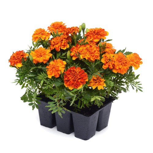 bonanza-bolero_tagetes-patula_47102_1.jpg