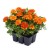 bonanza-bolero_tagetes-patula_47102_1.jpg