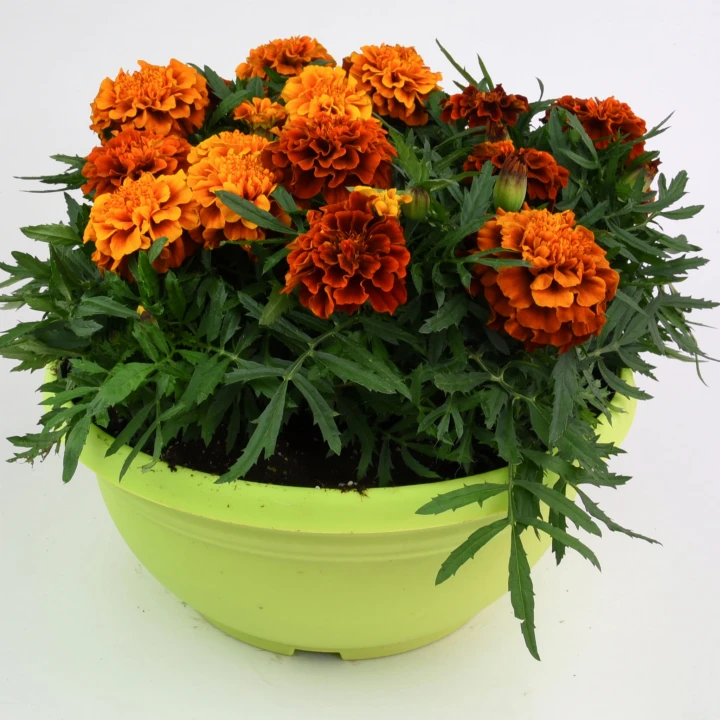 bonanza-fireball_tagetes-patula_47136_1.jpg