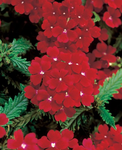 obsession-red_verbena-x-hybrida_44219_1.jpg