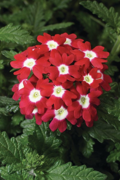 obsession-red-with-eye_verbena-x-hybrida_44220_1.jpg