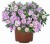 aloha-double-pink-blush_calibrachoa-x-hybrida_13942_1.jpg