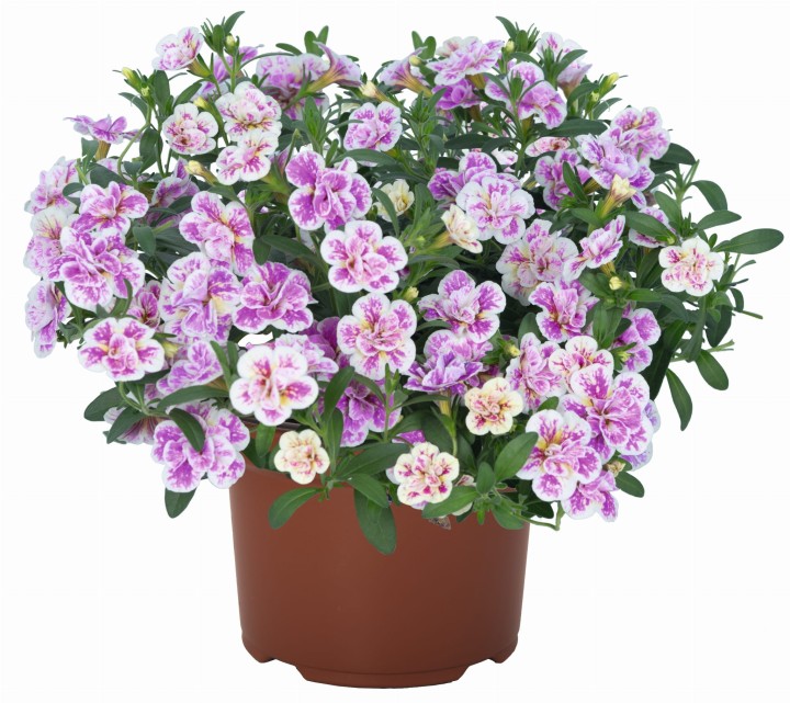 aloha-double-pink-blush_calibrachoa-x-hybrida_13942_1.jpg