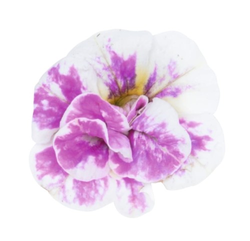 aloha-double-pink-blush_calibrachoa-x-hybrida_13942_2.jpg