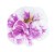 aloha-double-pink-blush_calibrachoa-x-hybrida_13942_2.jpg
