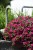 aloha-double-purple_calibrachoa-x-hybrida_14196_3.jpg