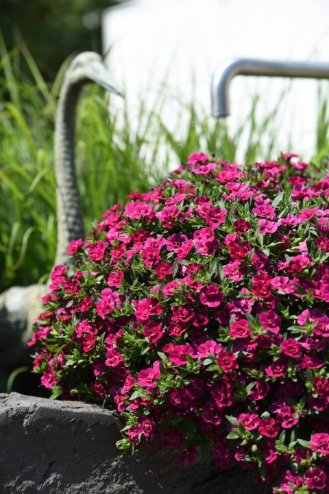 aloha-double-purple_calibrachoa-x-hybrida_14196_3.jpg