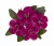 aloha-double-purple_calibrachoa-x-hybrida_14196_4.jpg