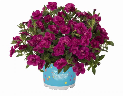 aloha-double-purple_calibrachoa-x-hybrida_14196_1.jpg