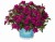 aloha-double-purple_calibrachoa-x-hybrida_14196_1.jpg