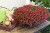 aloha-double-purple_calibrachoa-x-hybrida_14196_2.jpg