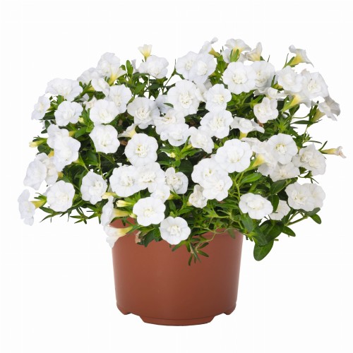 aloha-double-white_calibrachoa-x-hybrida_13925_1.jpg