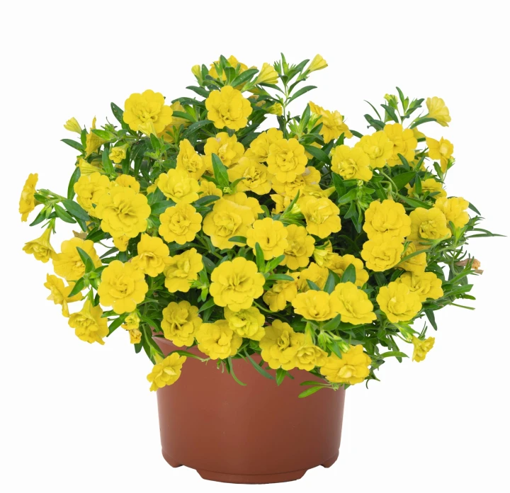 aloha-double-yellow_calibrachoa-x-hybrida_13941_1.jpg