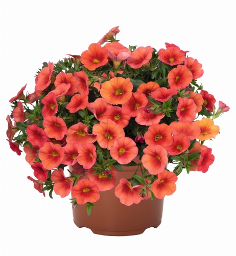 aloha-kona-orange-2026_calibrachoa-x-hybrida_13926_1.jpg