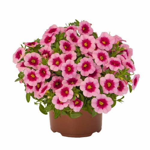aloha-kona-tiki-pink_calibrachoa-x-hybrida_13912_1.jpg