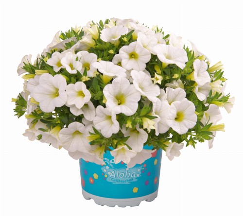 aloha-kona-white_calibrachoa-x-hybrida_14145_1.jpg