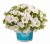 aloha-kona-white_calibrachoa-x-hybrida_14145_1.jpg