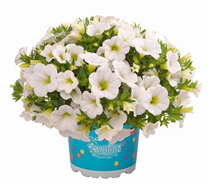 aloha-kona-white_calibrachoa-x-hybrida_14145_1.jpg