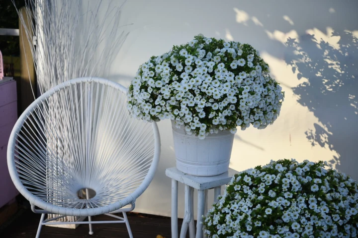 aloha-kona-white_calibrachoa-x-hybrida_14145_2.jpg