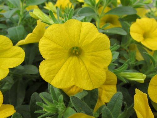 aloha-kona-yellow-2026-honeycomb_calibrachoa-x-hybrida_14612_4.jpg
