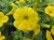aloha-kona-yellow-2026-honeycomb_calibrachoa-x-hybrida_14612_4.jpg