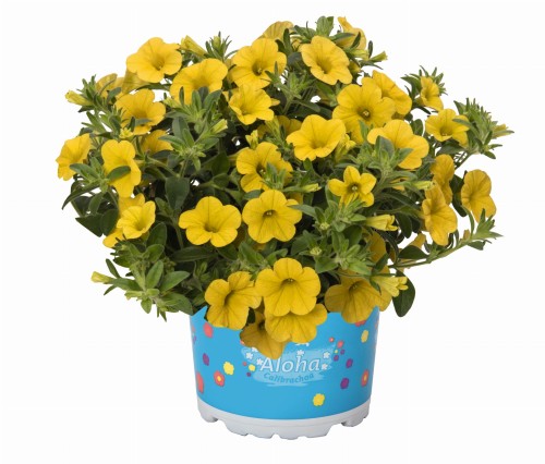 aloha-kona-yellow-2026-honeycomb_calibrachoa-x-hybrida_14612_1.jpg