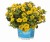 aloha-kona-yellow-2026-honeycomb_calibrachoa-x-hybrida_14612_1.jpg