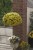 aloha-kona-yellow-2026-honeycomb_calibrachoa-x-hybrida_14612_2.jpg